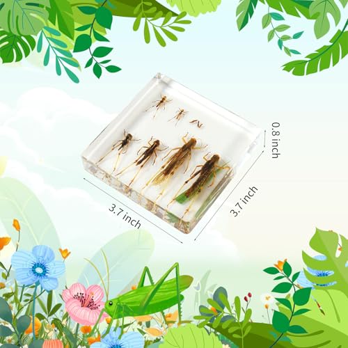 Lifecycle of Locust Grasshoppeer Insect in Resin, 3.7 x 3.7 x 0.8 Inch Real Life Cycle of Locust Grasshoppeer Specimens Animal Paperweights Specimen for Taxidermy Science Decor - color: Locust