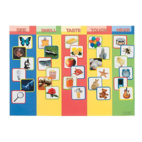 Five Fun Senses Make A Sticker - 12 Pieces - Educational And Learning Activities For Kids