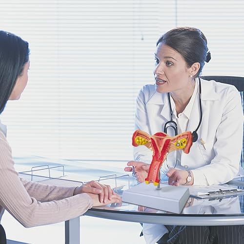 Human Uterus Anatomy Models, Female Ovary Anatomical Model, Anatomy and Physiology Study Tools for Medical, Educational, or Teaching, with Detailed Product Manual