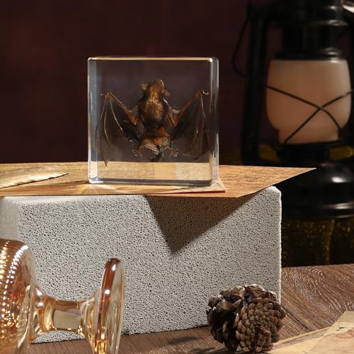 Taxidermy Bat, Real Bat Specimens Animal Specimen in Resin for Science Classroom Science Education, Great Gift for Fans of Taxidermy, Animal Skull, Oddities, Biology(3 x 3 x 1 inch) - color: Bat Specimen