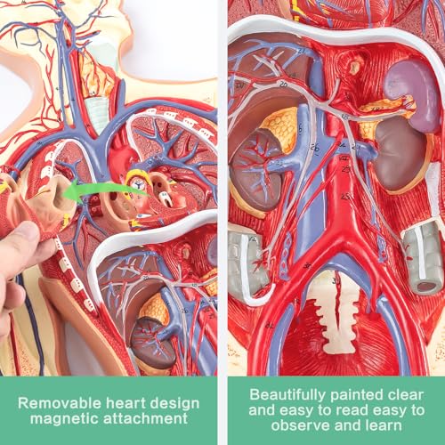 Human Circulatory System Relief Model – Half Life Size