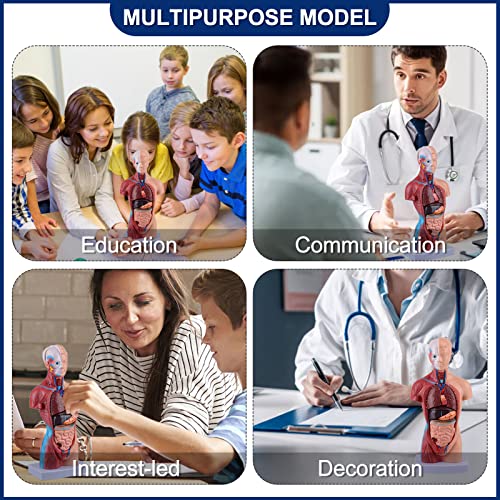 Ultrassist Human Body Model for Science Education, 15-Part Torso