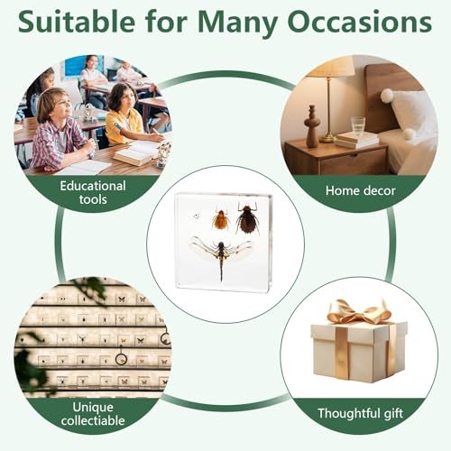 Lifecycle of Dragonfly in Resin, Real Dragonfly Specimens Block Nymph for Oddity Taxidermy Paperweight, Science Education Anatomy Model, Nature Decor Gift Mgrlfbl(Odonata) - size: Lifecycle Dragonfly