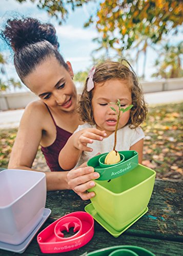 Avocado Plant Kit – Kids Grow Your Own Avocado, Watch Me Grow Kit, Family Project Kit, Grow Avocado, Great For Kids And Adults, Watch Me Grow Book Included