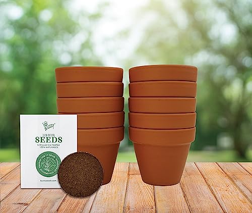 BUZZY Seeds Dwarf Sunflower Grow Kit 10-Pack, Terracotta Pots, Indoor