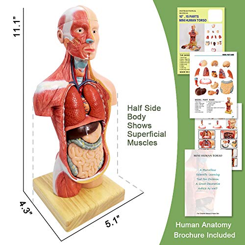 Anatomy Human Skeleton Model,Skull Model,Heart Model,Bundle Set of 3