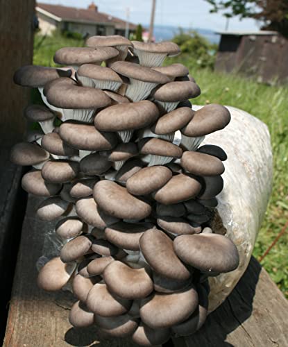 Two Mushroom Grow Kits, 3Lb Each (Two Blue Oyster Kits) - style: Two Blue Oyster Kits