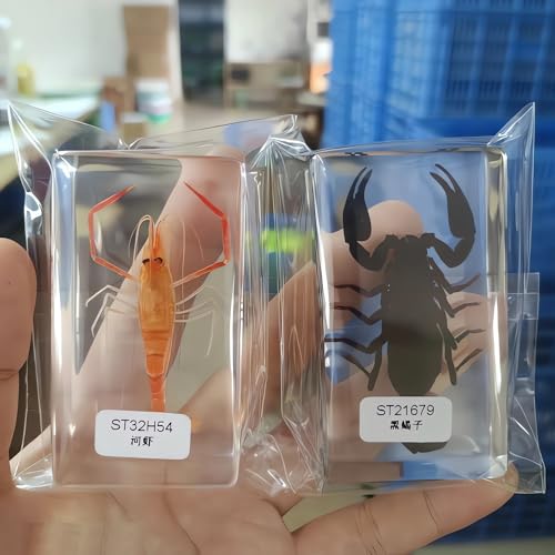 9-Pcs Ocean Animal Specimens in Resin Preserved, Marine Taxidermy - size: Small 9pcs Oceans