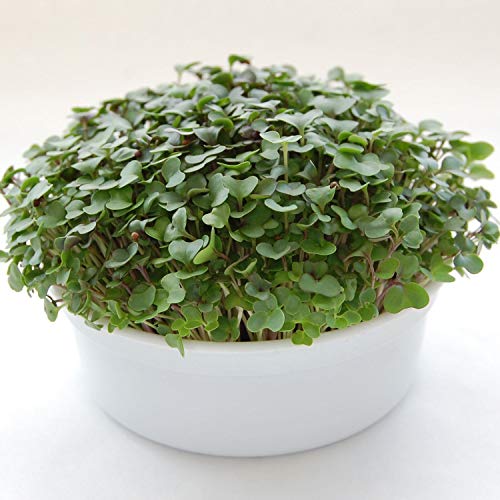 Mountain Valley Seed Co Mini Microgreens Growing Kit Salad Mix Grow Your