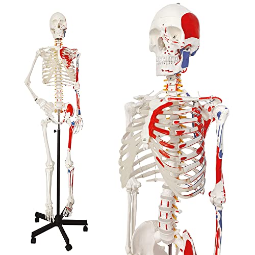 2026 New Human Skeleton Model,Anatomical Life Size Skeleton Replica