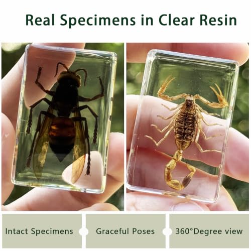 12pcs Real Insect Specimen,Taxidermy Butterfly & Insect Specimen in Resin - color: 12Pcs Insect Specimen