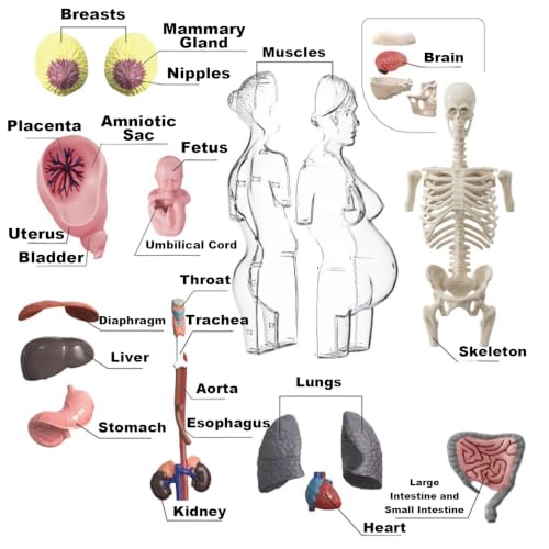 Detachable 4D Pregnant Woman Assembly Model Teaching for Pregnant Women