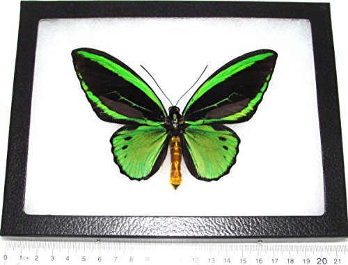 BicBugs O. priamus Poseidon Real Framed Butterfly Green Black Indonesia