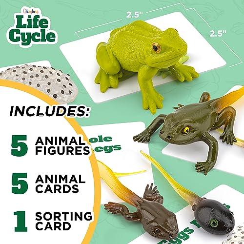 Life Cycle Kit Montessori - Realistic Figurine Toys, Animal Matching Game Frog Animals, Easter Basket Stuffers for Kids, Science Fun for Learning Education Toys - style: Life Cycle - Frog