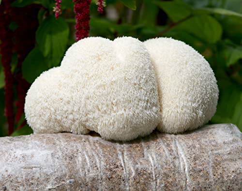 Two Mushroom Grow Kits, 3Lb Each (Golden Oyster & Lion's Mane) - style: Golden Oyster & Lion's Mane
