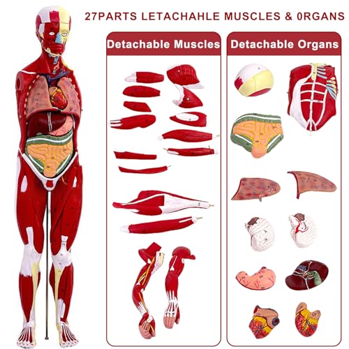 Human Anatomy Muscle Model, 27 Part 1/2 Life Size 33” Human Body Muscular System Model with Removable Organs and Muscle Anatomy Includes Color Product Manual, for Medical Educational Training
