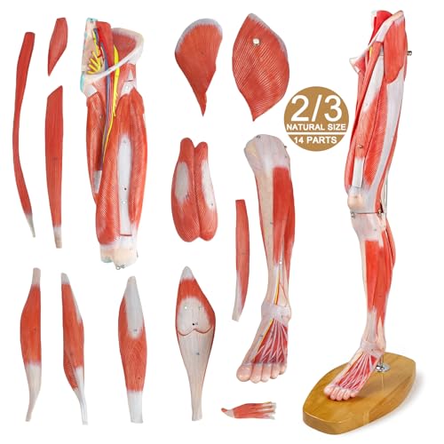 Numbered Human Leg Musculature Anatomy Model, 25 inch 2/3 Life Size 14 Pcs