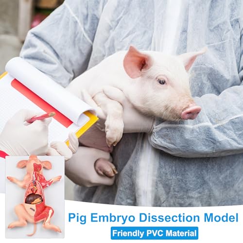 JNMFTD Pig Anatomy Model,Life Size 10 Part Fetal Pig Animal Anatomical Removable Stomach Liver Heart Intestine Skin Muscle with Product Manual Card for Medical Educational Training Scientific