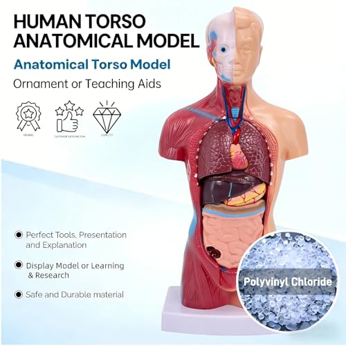 Human Body Model,Removable Human Anatomy Model,Human Torso Anatomy Model for Teaching, Students Study and Medical Education Display.