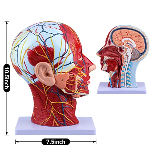 Ultrassist Anatomical Half Head Model, Neurovascular Display for Medical