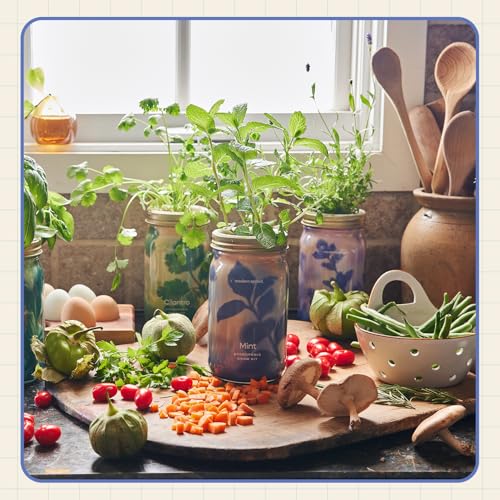 Modern Sprout Mason Garden Jar - Self-Watering Hydroponics Kit - Mint - color: Mint, size: Garden Jars