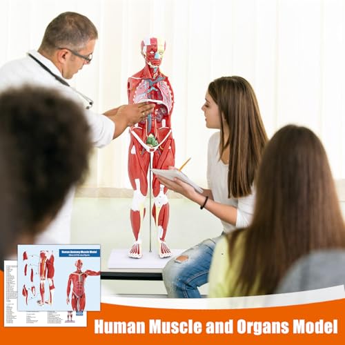 SFXYJ Human Anatomy Muscle Model, 27 Part 1/2 Life Size 33” Human Body Muscular System Model with Removable and Muscle Anatomy Includes Detailed Color Product Manual for Medical Educational Training