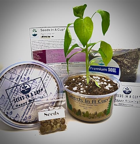 Mahogany Tree Seed Starter Grow Kit by Seeds In A Cup | Easy to use | Educational | Great Gift | Grow Your Own Tree