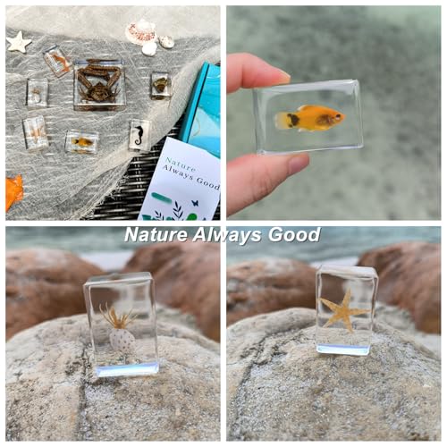 7 Marine Life Specimens Ocean Animals in Resin,Large Crab Taxidermy with Information Cards,Aquatic Insect Specimen Bug Supplies,Marine Biology Gifts,Starfish Collection Aquarium Coastal Décor (Ocean) - size: 7 Marine Life