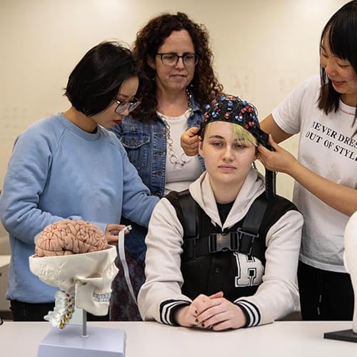 Human Skull and Brain Anatomy Model Life-Size