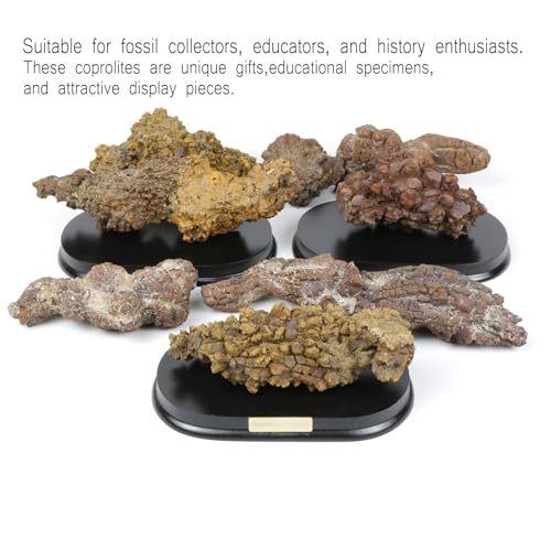 Authentic Natural Ancient Dung Fossil-Natural Fossil Decor 0.44-0.54 Lbs