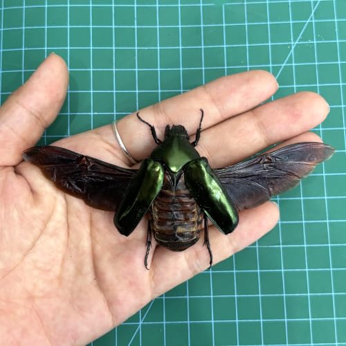 Real Green Rhomborhina Scarab Beetle Specimen Unmounted for Pinning BO-65 - color: 1 Beetle #65