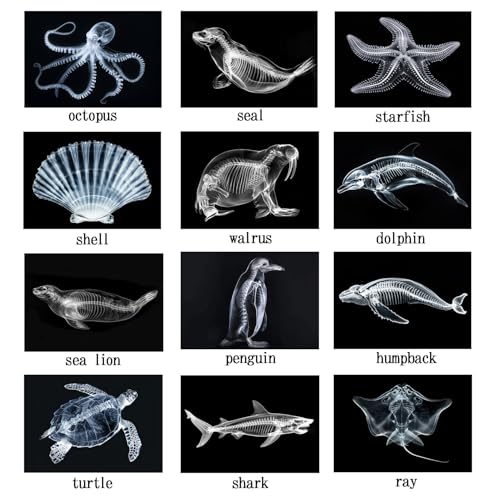 Animal X-Ray Set, Educational Science Kit, Light Table Accessory for Children (Sea Animals) - style: Sea Animals