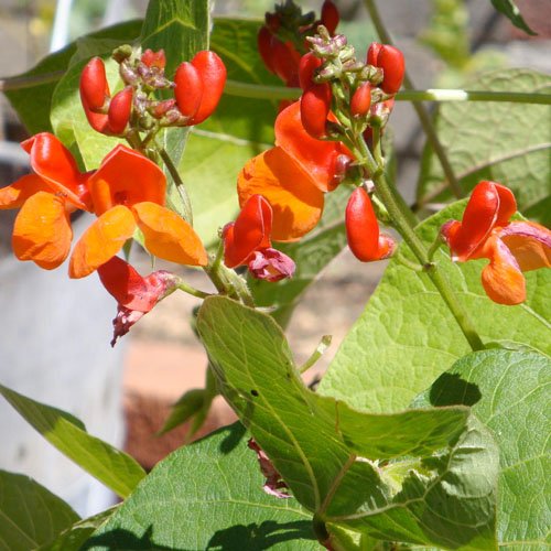 Seed Needs Scarlet Emperor Runner Bean 65 Bean Seeds 2 Ounce Bulk Pack