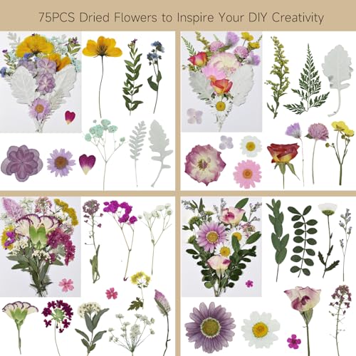 Dried Pressed Flowers Real Natural - size: 75 pcs Dried Flowers