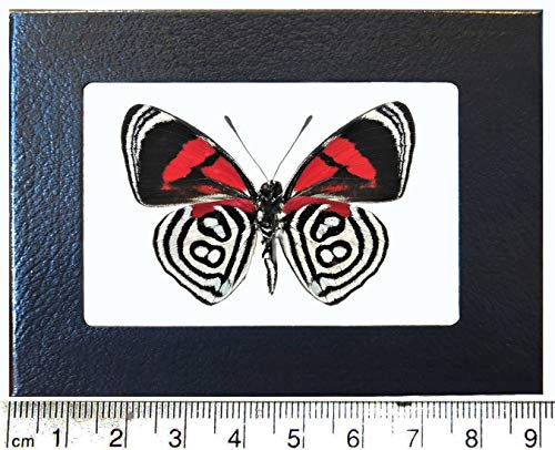 BicBugs Callicore kolyma Black White red Butterfly Verso Peru Framed
