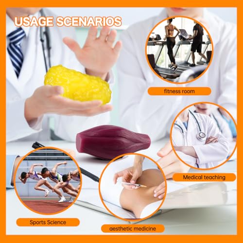 1lb Human Fat Muscle Replica with Base,Anatomic Model for Gym & Med Train