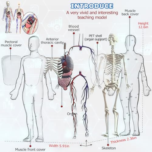 3D Human Body Model with Removable Bones,Organs,Blood Vessels,Transparent Anatomy Figure with Luminous Design, DIY Model for Study,Teaching Demonstration,Science Early Learning - color: Transparent Set