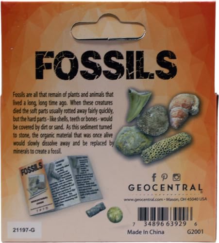 Mini Fossil Dig Kit - Excavate Real Fossils with Chisel & Brush, Fun STEM Archaeology Activity
