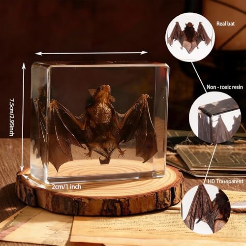 Bat Specimen,Resin Taxidermy Animal Specimens,Framed Bat Decoration for Educational Displays,Taxidermy Enthusiasts, Oddities Collectors,Science Education (2.9"×2.9"×1") - size: 2.9"×2.9"×1"