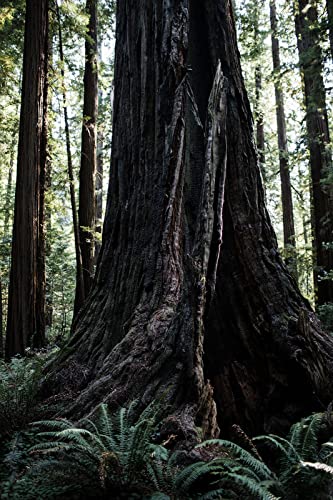 Coast Redwood | Tree Seed Grow Kit | The Jonsteen Company