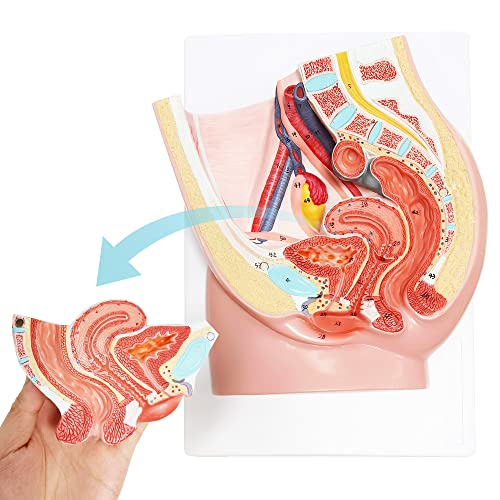 Merinden Female Pelvis Reproductive Anatomy Model, Life Size Pelvis Model on Baseboard, 2-Parts Pelvis Organ Model with Muscular, Urinary, Reproductive System, Includes Detailed Product Manual - color: Female
