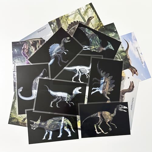16 Animal X-Ray Set, Educational Science Kit for Kids to Explore Bone Structures for Lightstand Accessories, Light and Shadow Areas (Dinosaur Series) - color: White