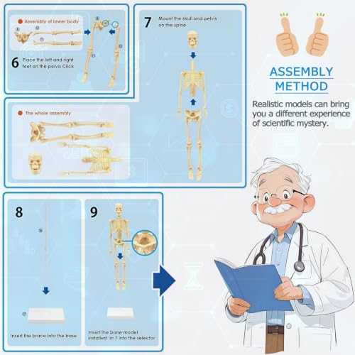 Mini Human Skeleton Model,Skeleton Teaching Model,Easy to Assemble, Removable Spine Whole Body for Study Teaching Demonstration - style: Full skeleton Set