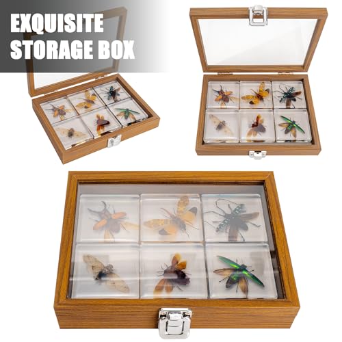 Insect Specimen Set, Bugs Collection Scientific Education Gift for Kids Aged 3-8-12 (Flatheaded Borer, Stag Beetle, Lanternfly, Longhorned Beetle, Cicada, Stink Bug) - style: Flatheaded Borer, Stag Beetle, Lanternfly, Longhorned Beetle, Cicada, Stink Bug