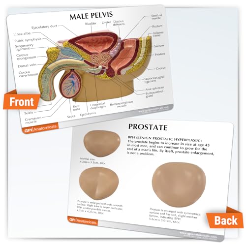 GPI Anatomicals Male Pelvis with Prostate Model - style: Male Pelvis with Prostate