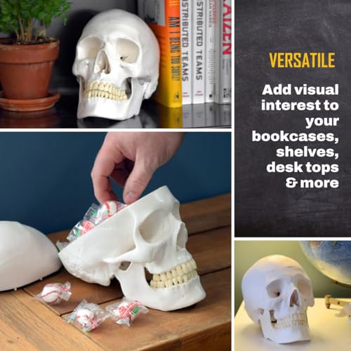 hBARSCI Human Skull Model - Medical Quality - 3 Parts with Removable Calvaria & Articulated Mandible - Anatomy Skull, Plastic Skull Replica, Life Size Skull