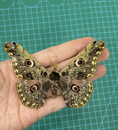 Real Caligula Anna Moth Unmounted Open Wings Taxidermy Specimen Art BU-133 - color: 1 Butterfly #133