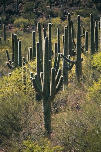 Saguaro | Seed Grow Kit | The Jonsteen Company
