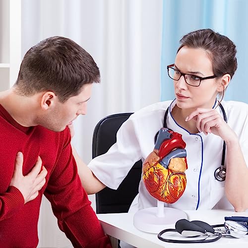 breesky Human Heart Model Anatomy, 4-Part 1:2 Anatomical Heart Model with 49 Anatomical Structures, Held Together with Magnets, Includes Mounted Display Base, Detailed Product Manual - style: 49-Numbered Anatomical Heart Model