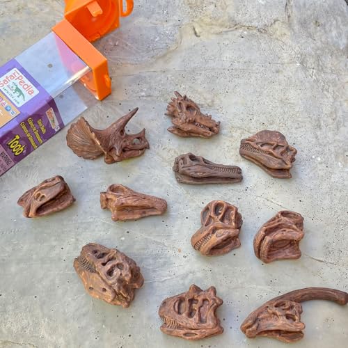 Safari Ltd Dinosaur Skulls TOOB - 11 Mini Figurines Including Velociraptor, Brachiosaurus, Oviraptor, Triceratops, Tyrannosaurus Rex and More - Educational Toy Figures for Boys, Girls & Kids Ages 3+